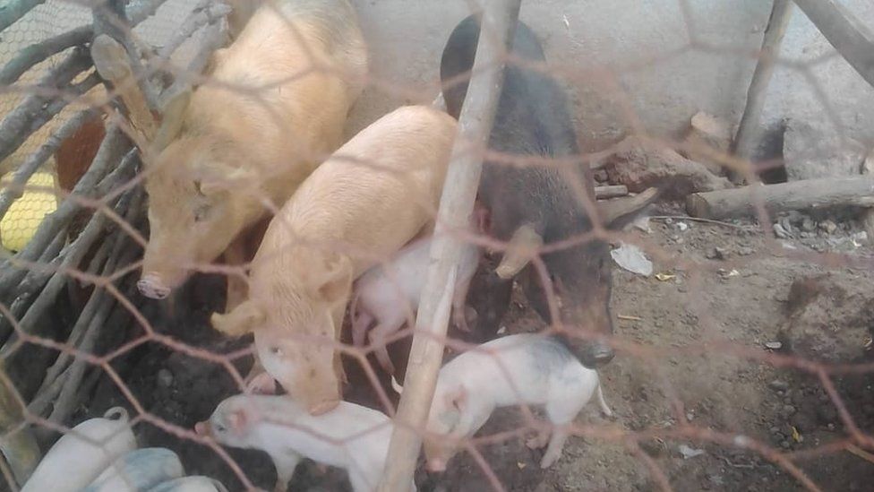 Семья свиней в рудиментарном загоне.