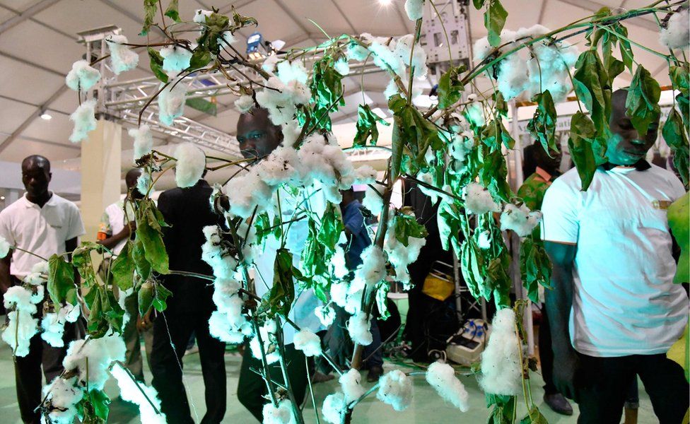 Visitors look at a display of cotton at the opening of the fourth International Exhibition of Agriculture and Animal Resources (SARA 2017) in Abidjan on November 17, 2017