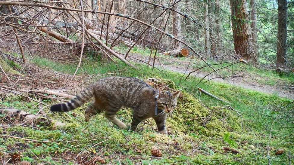 Wildcats released in Scottish Highlands in effort to prevent extinction in  UK, Rewilding
