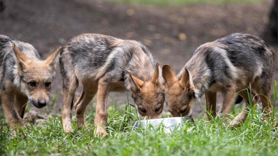 Three-month-old Mexican wolves (Canis lupus baileyi) are seen at the Coyotes Zoo in Mexico City on July 10, 2018.