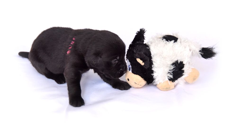 A small black Labrador puppy looks at a cuddly toy cow