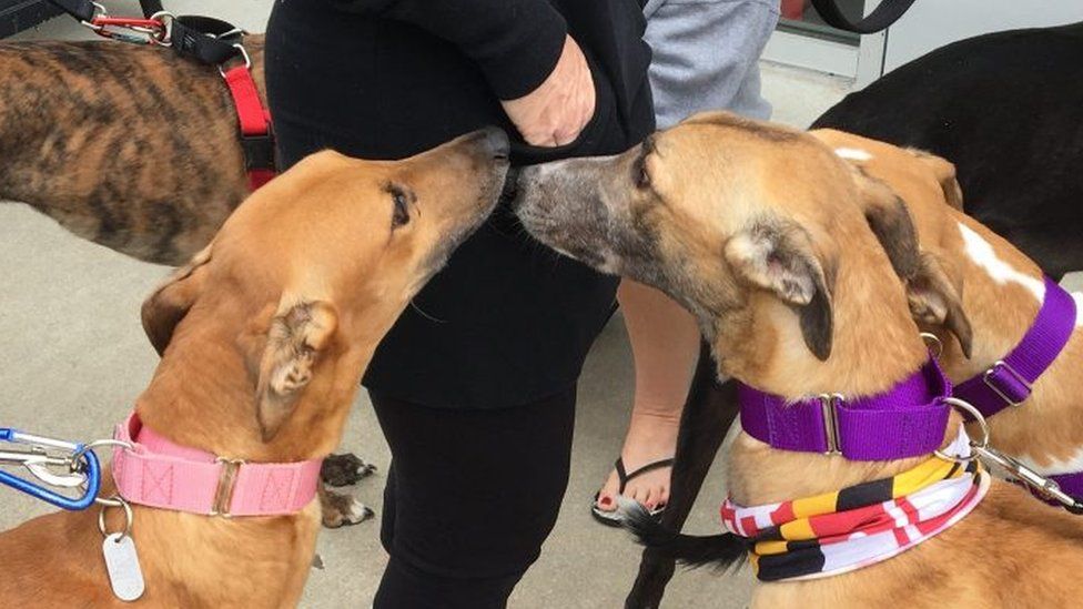 how many greyhounds die each year from racing in florida