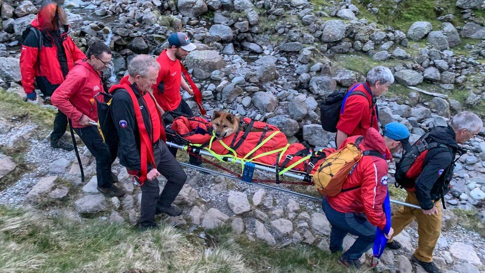 Dog being rescued on a stretcher