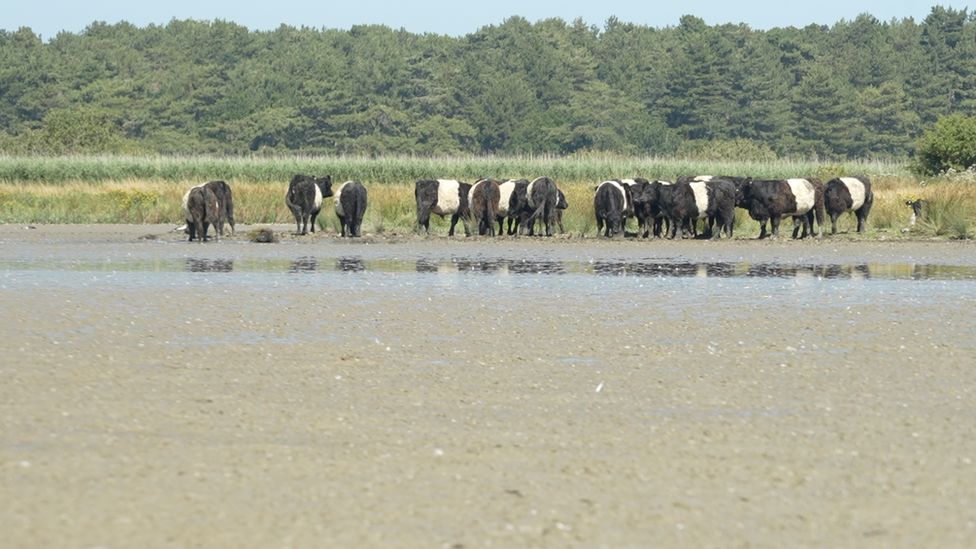 Cattle trying to stay cool on the Holkham Estate