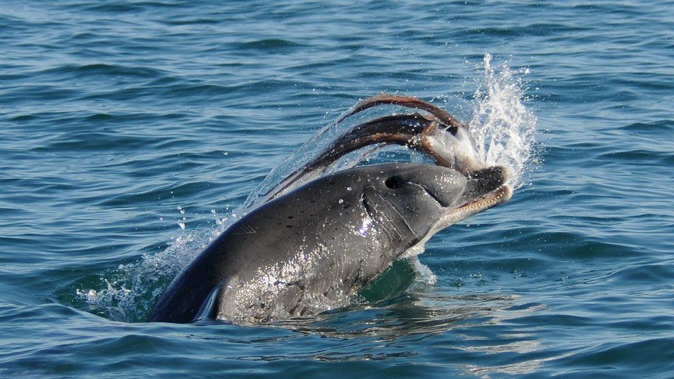 A bottlenose dolphin tosses an octopus across water