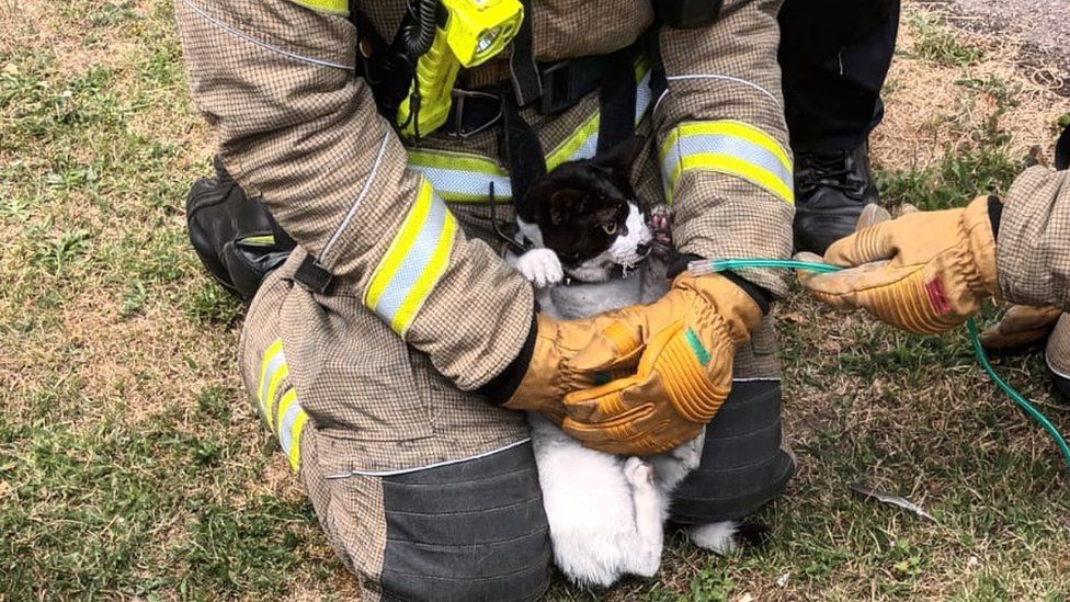 A cat being given oxygen by a firefighter in Houghton Regis