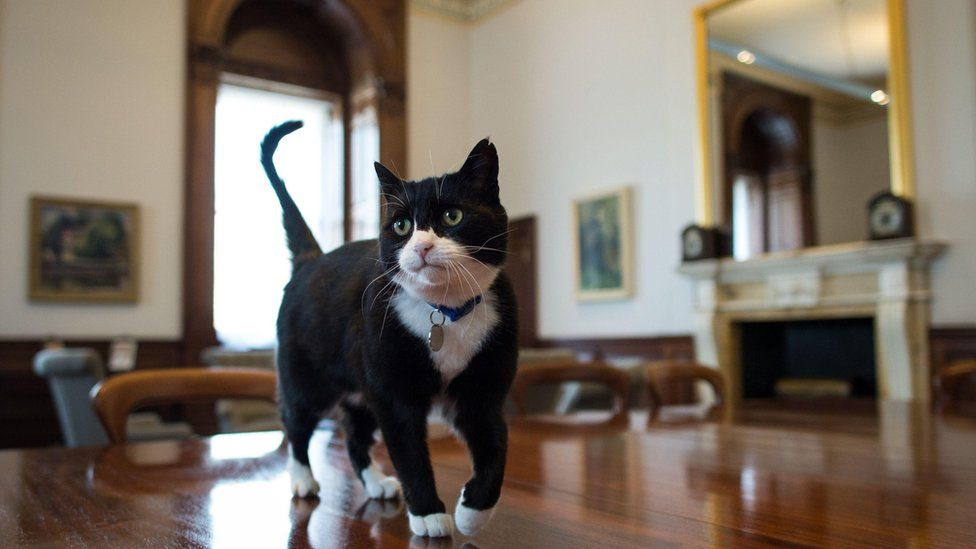 Foreign Office cat Palmerston on his first day in his new office (13 April 2016)