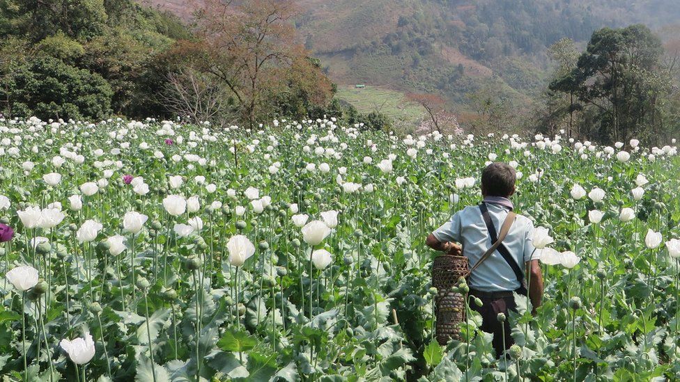 Poppy field in Shan state