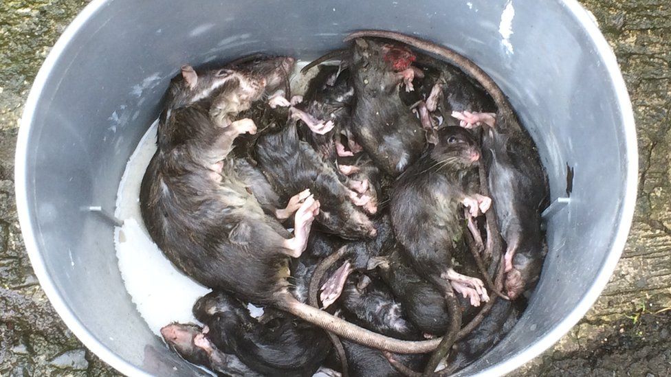 Rats in a bucket