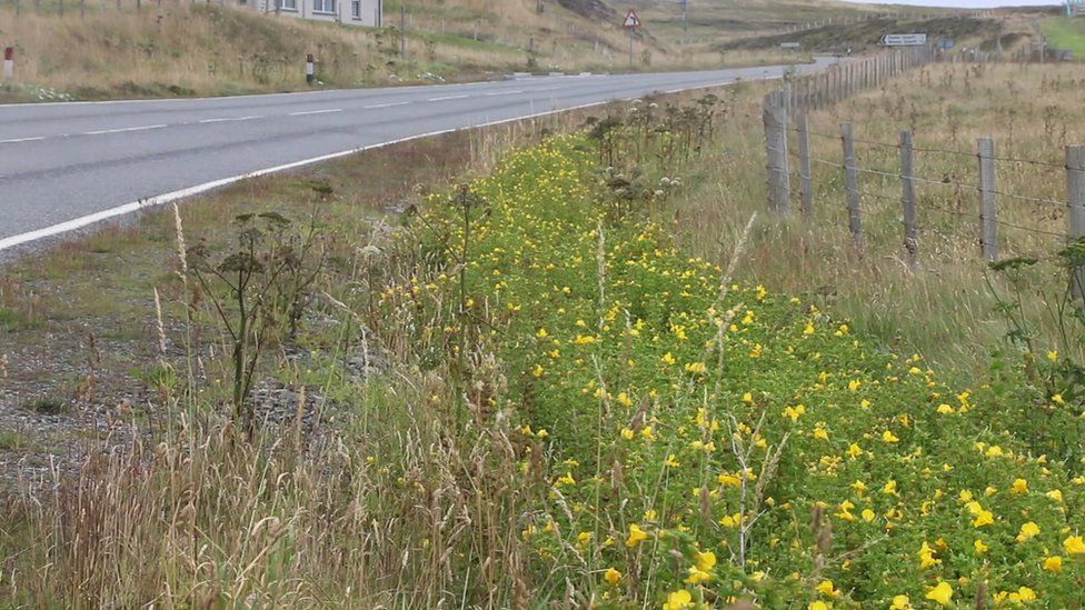 The flower was discovered by the side of the road near Lerwick