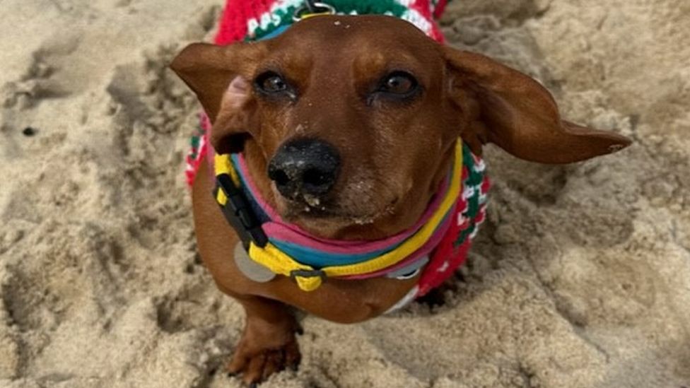 Women tell of helping save dachshunds from meat markets BBC News