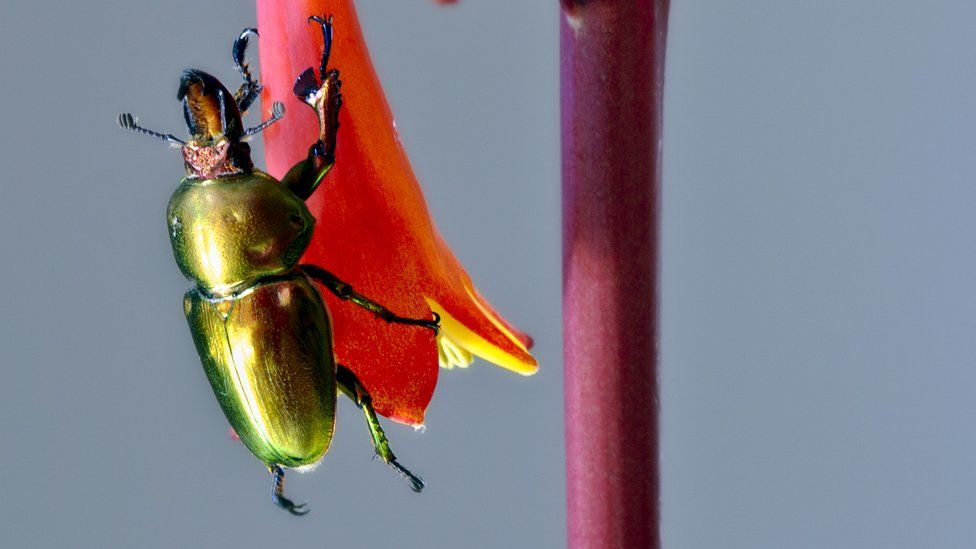 A yellow beetle sits on an orange flower