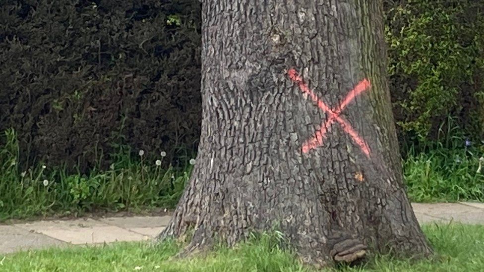 Oak tree marked for felling