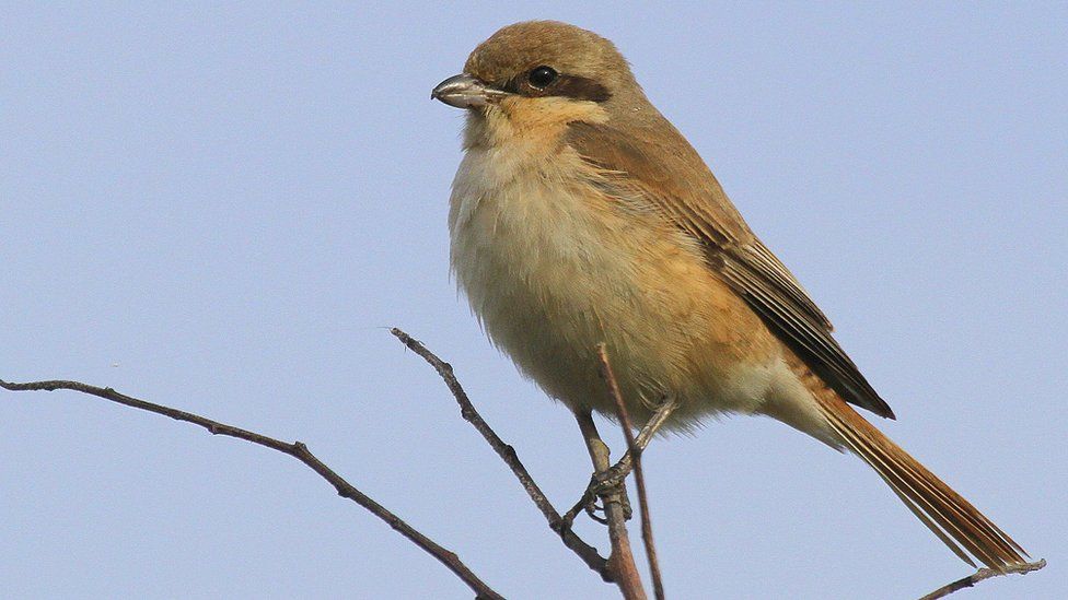 'butcher Bird' Shrike Spotted In South Tyneside - Bbc News