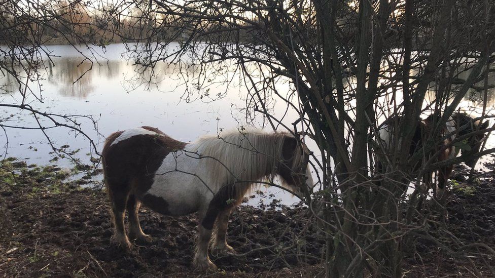 Horse in flooded field