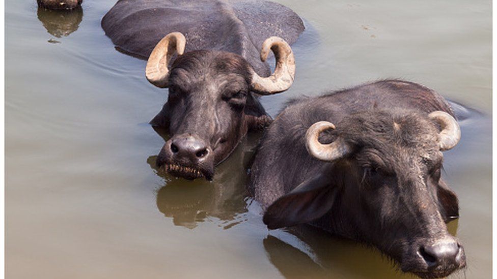 Три буйвола лежат в мутной воде реки Ганг, Варанаси, Индия