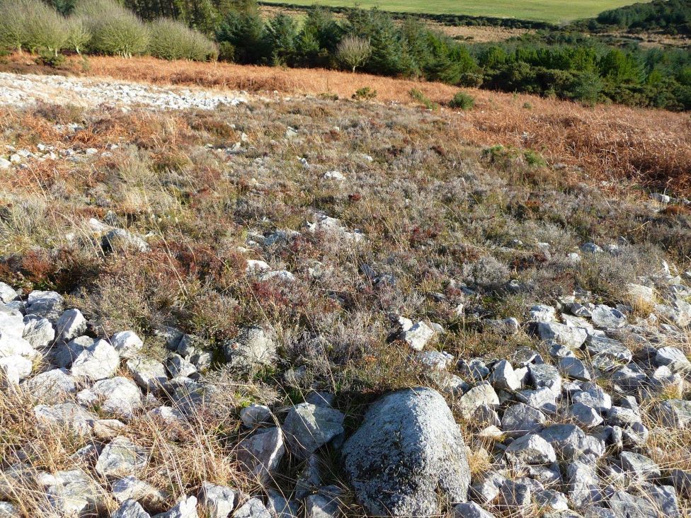 Overgrown stones
