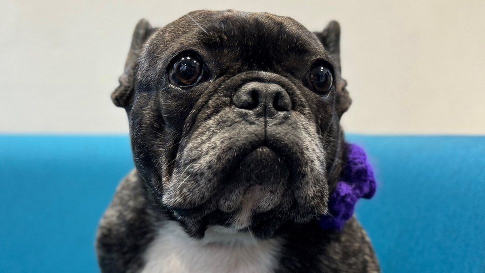 Small black and white French bulldog wearing a purple bow
