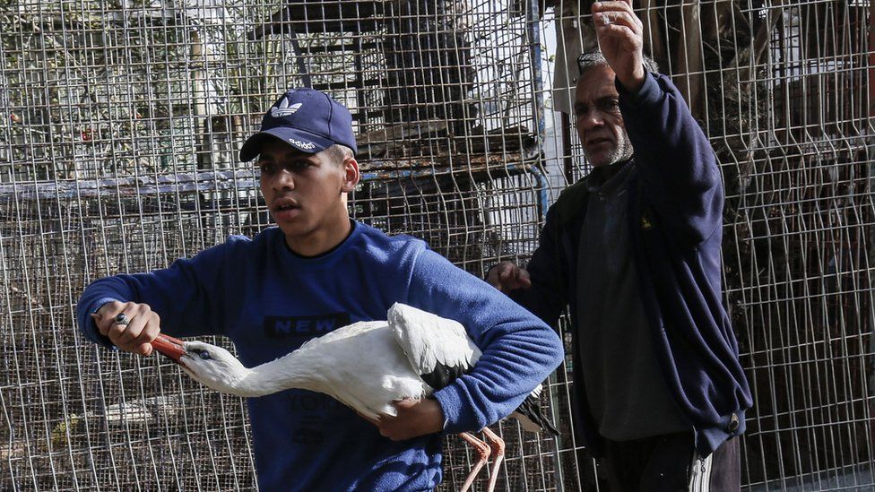 Animals moved from Rafah Zoo in the Gaza Strip by welfare group Four Paws, April 2019