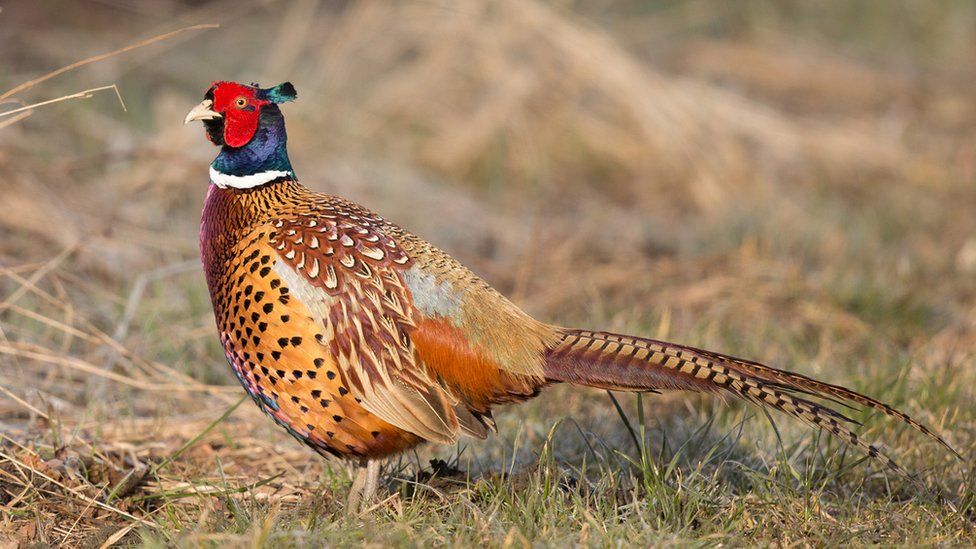 Anger after dead game birds dumped at beauty spot - BBC News