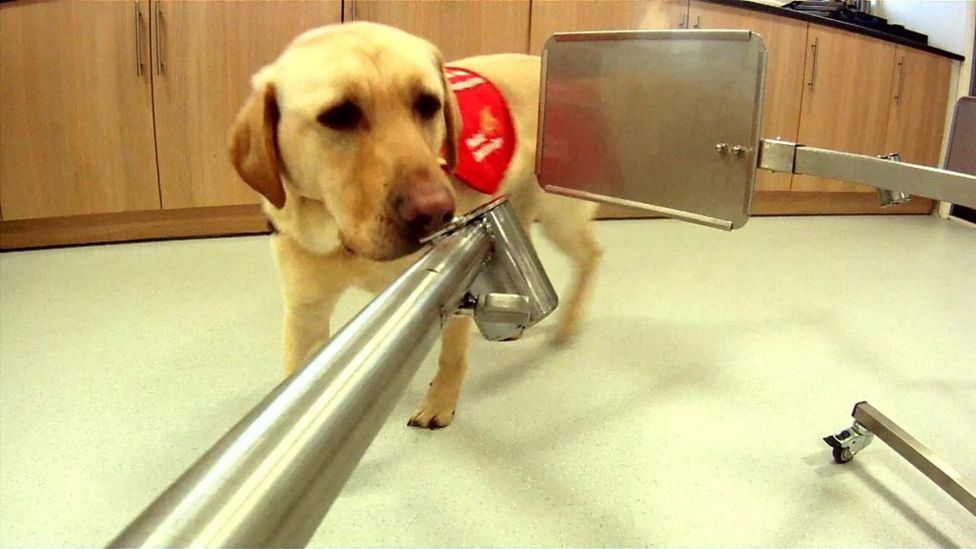 Training of Covid19 detection dogs reaches final trial stages BBC News