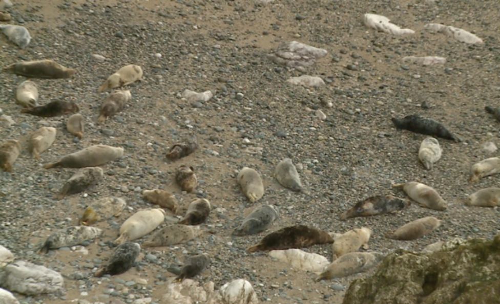 Seals at Angel Bay, Llandudno