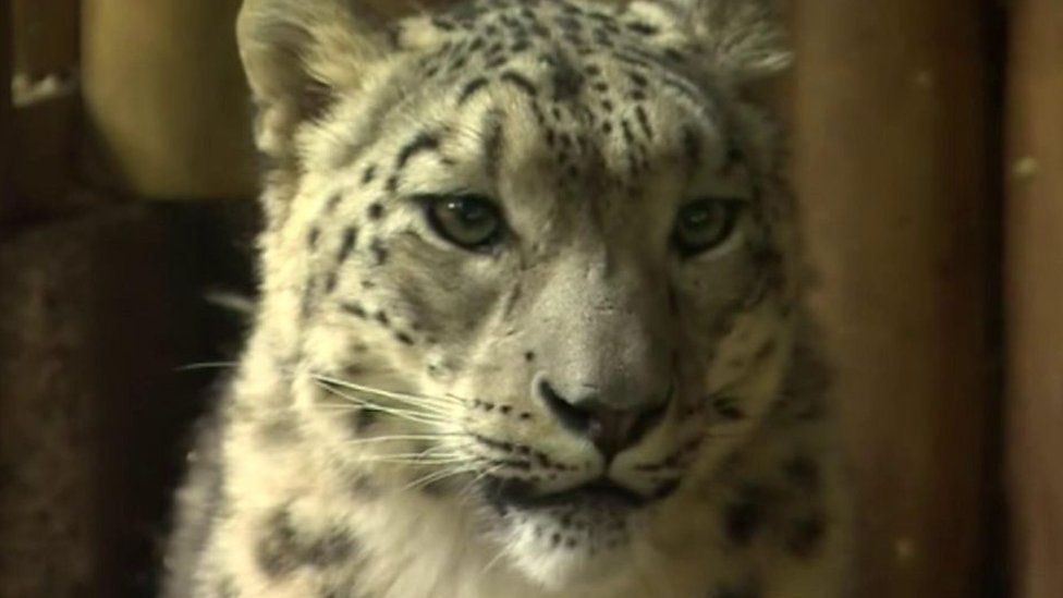 Makalu, the snow leopard