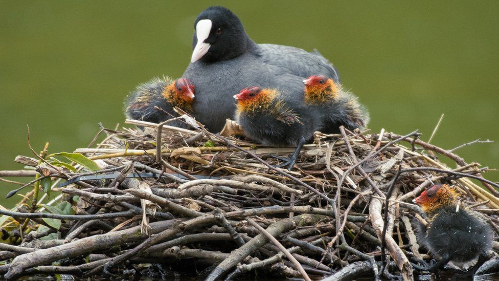 Coots on the nest