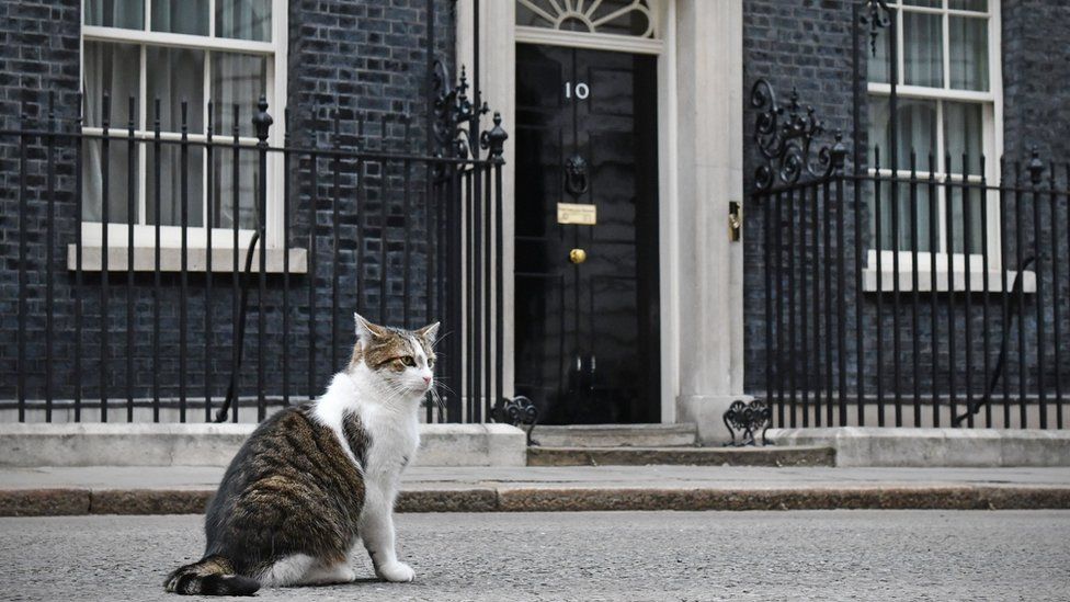 Larry the Downing Street cat outside Number 10