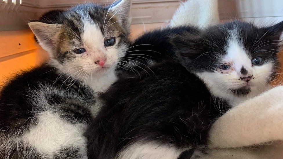 Firefighters Help Find Five Stray Kittens In Birmingham - Bbc News