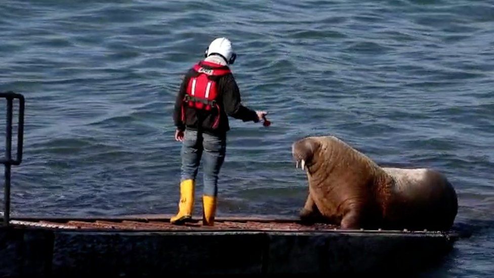 An RNLI volunteer trying to move Wally the walrus