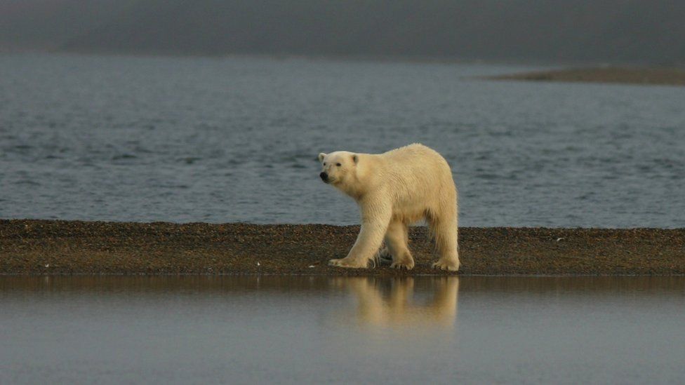 Polar bear in Alaska