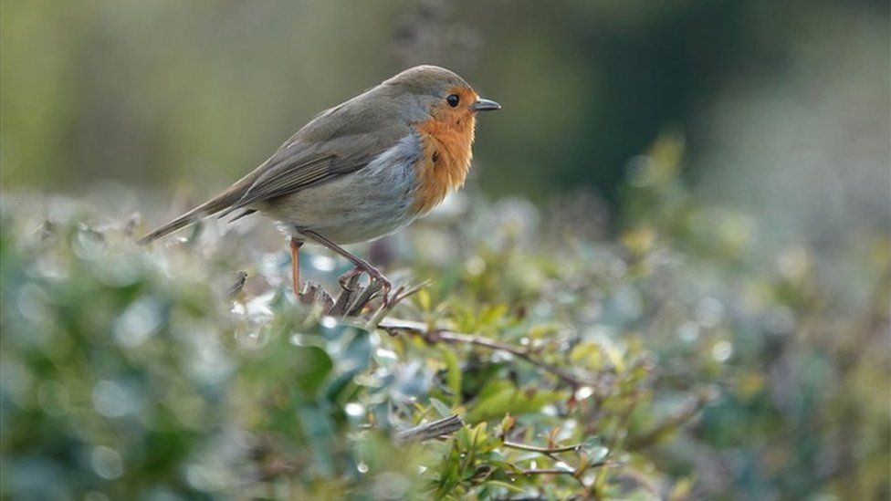 robin perched on a hedge