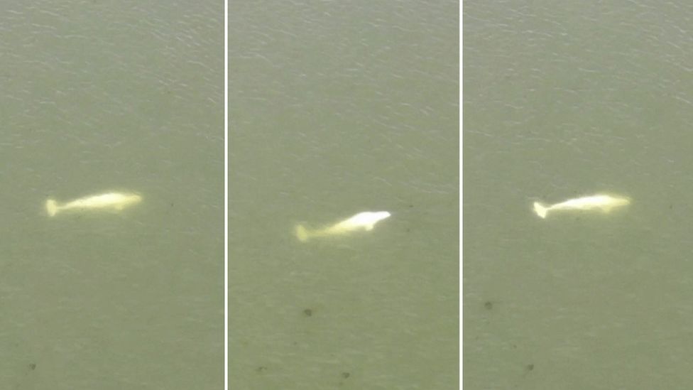 A composite photo of a beluga whale in River Seine