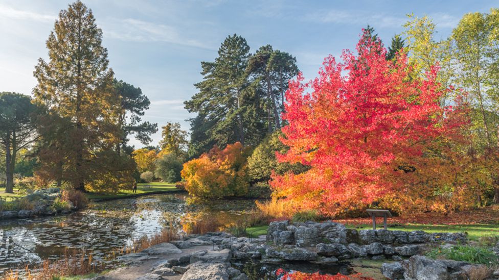 View of Cambridge University Botanic Garden include autum colour trees and ponds