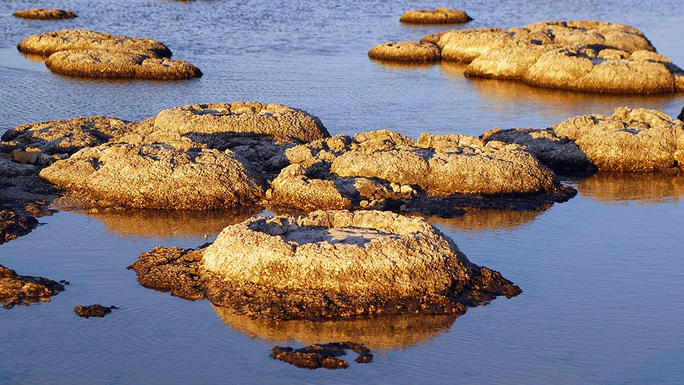 Строматолиты на озере Фетида, Западная Австралия