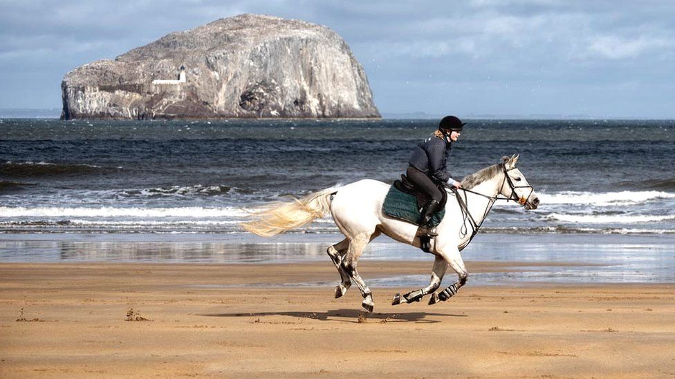 Horse on beach