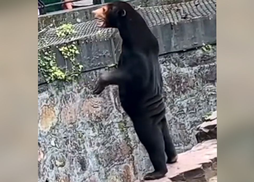 Скриншот вирусного видео с солнечным медведем, стоящим на задних лапах