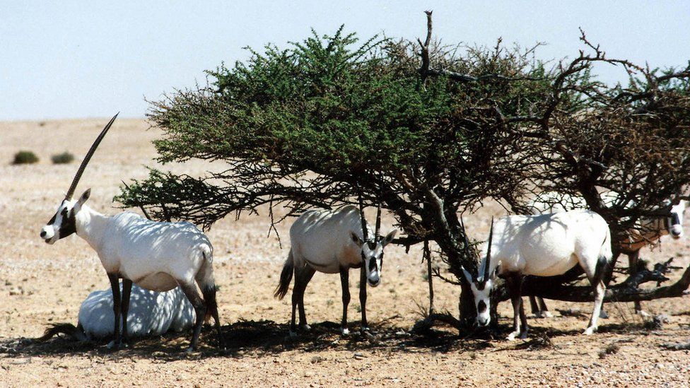 Oryxes in Oman