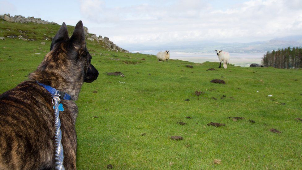 Dog on lead in front of sheep