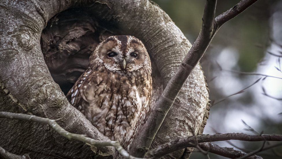 A Tawny Owl looking out from a hollow in a tree trunk