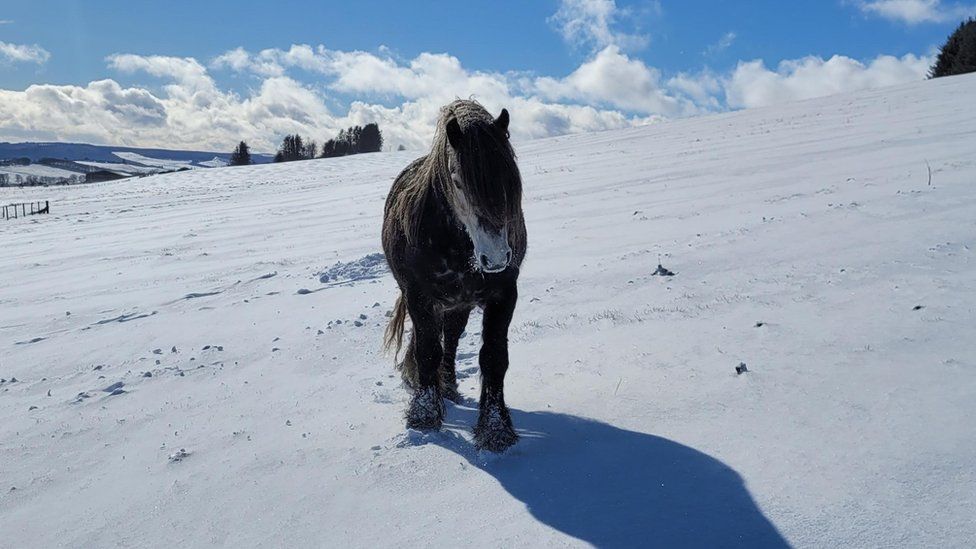 A horse walks through the snow in Colpy in Aberdeenshire