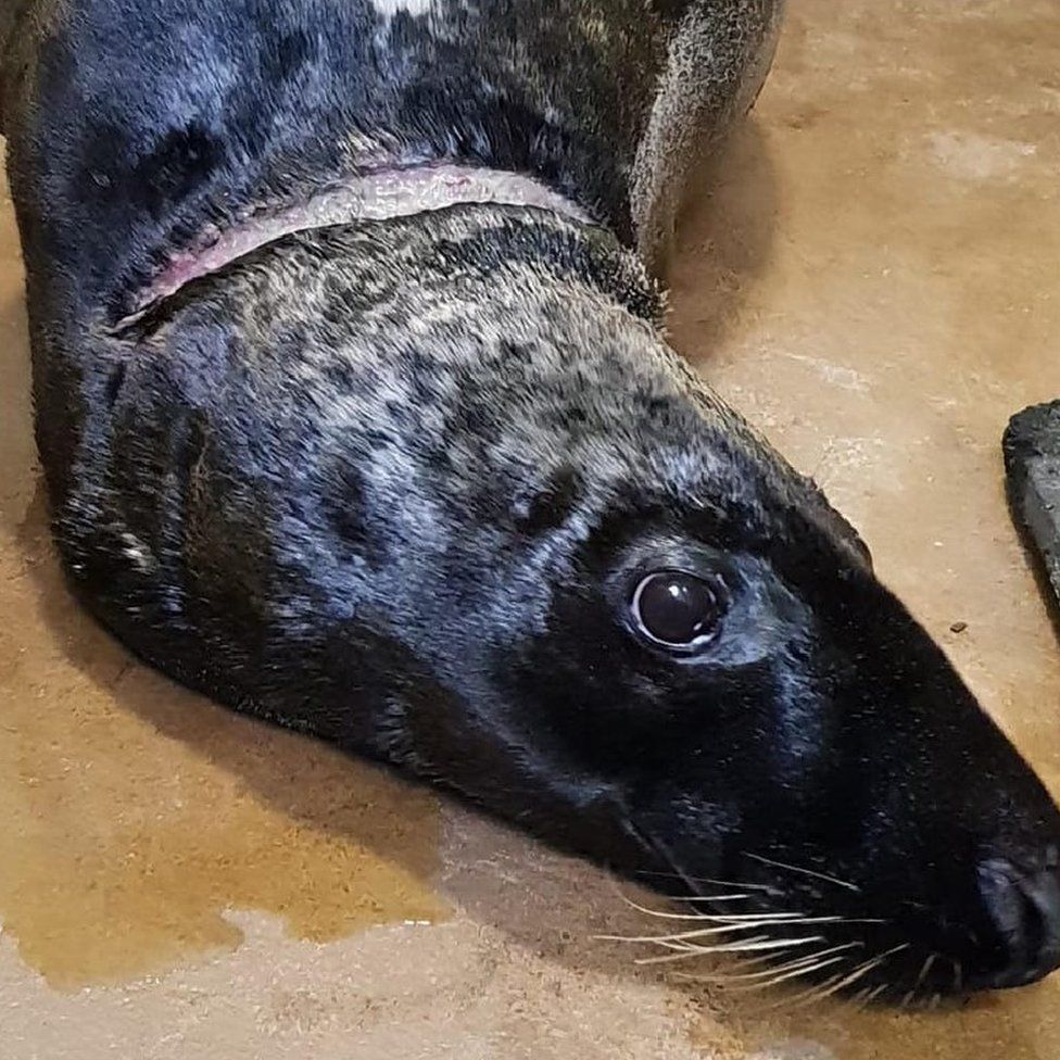 Injured seal