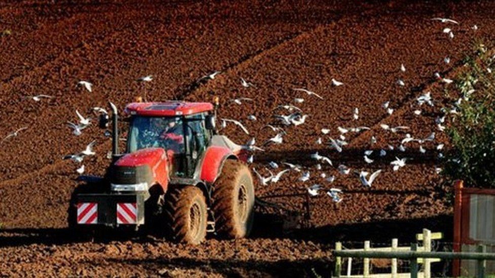 Tractor is followed by gulls