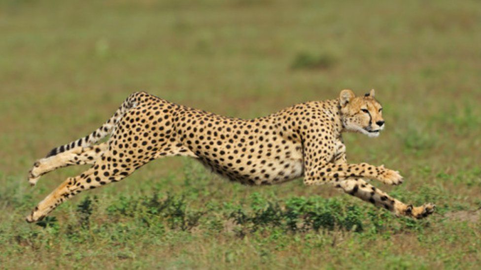 Cheetah running Serengeti