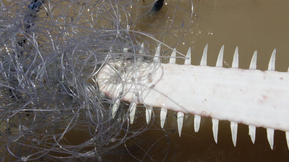 Dwarf sawfish entangled in fishing line