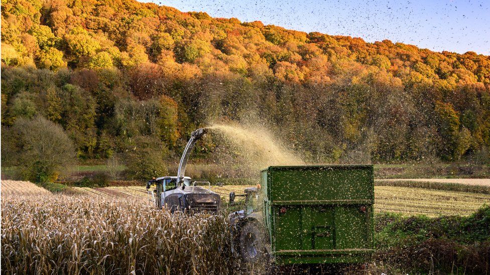 Harvesting maize beside the river Wye in the Wye Valley,