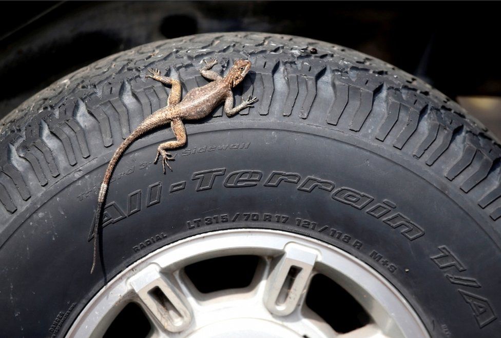 A lizard sun bathes on a jeep's tire in Kinshasa, Democratic Republic of Congo, January 13, 2019.