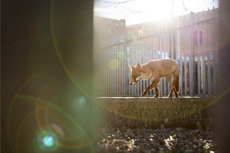 Red fox (Vulpes vulpes) Bristol, England