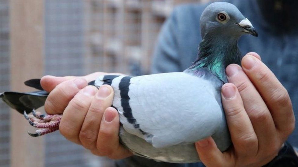 New Kim the pigeon